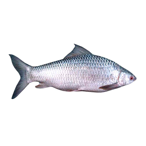 http://atiyasfreshfarm.com/storage/photos/1/Products/Grocery/Mrigal Fish 3kg.png